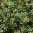 Habitusfoto Medicago minima