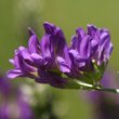 Portraitfoto Medicago sativa