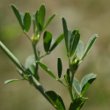 Blätterfoto Medicago sativa
