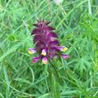 Foto von Besonderheit Melampyrum cristatum