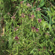 Habitusfoto Melampyrum cristatum