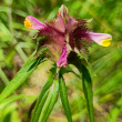 Blütenfoto Melampyrum cristatum
