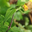 Stängel-/Stammfoto Melampyrum nemorosum