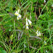 Habitusfoto Melampyrum pratense