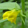 Portraitfoto Melampyrum sylvaticum