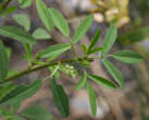 Blätterfoto Melilotus albus