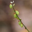 Fruchtfoto Melilotus albus