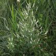 Habitusfoto Melilotus albus