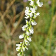 Blütenfoto Melilotus albus