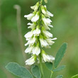 Portraitfoto Melilotus albus