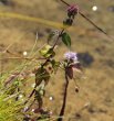 Foto von Besonderheit Mentha aquatica