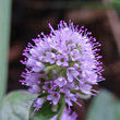 Portraitfoto Mentha aquatica