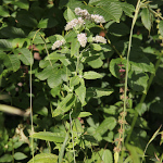 Habitusfoto Mentha longifolia