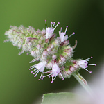 Blütenfoto Mentha longifolia