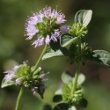 Portraitfoto Mentha pulegium