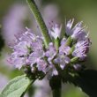 Blütenfoto Mentha pulegium