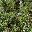 Habitusfoto Mentha pulegium