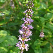 Blütenfoto Mentha spicata aggr.