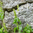 Portraitfoto Mercurialis annua