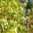 Blütenfoto Mercurialis annua