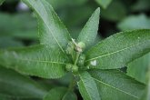 Blätterfoto Mercurialis perennis