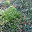 Habitusfoto Meum athamanticum