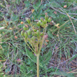 Fruchtfoto Meum athamanticum