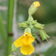 Blütenfoto Mimulus guttatus