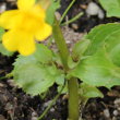 Blätterfoto Mimulus guttatus