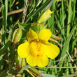 Portraitfoto Mimulus guttatus