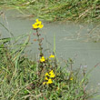 Habitusfoto Mimulus guttatus