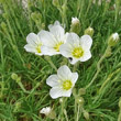 Portraitfoto Minuartia capillacea