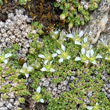 Portraitfoto Minuartia cherlerioides subsp.rionii