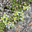Bl&uuml;tenfoto Minuartia cherlerioides subsp.rionii