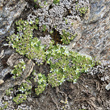 Habitusfoto Minuartia cherlerioides subsp.rionii