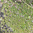 Bl&auml;tterfoto Minuartia cherlerioides subsp.rionii