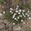 Habitusfoto Minuartia laricifolia