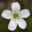 Portraitfoto Minuartia laricifolia