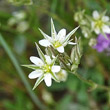 Portraitfoto Minuartia rostrata