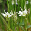 Blütenfoto Minuartia rostrata