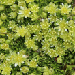 Bl&uuml;tenfoto Minuartia sedoides