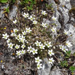 Habitusfoto Minuartia verna