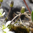 Foto von Besonderheit Minuartia verna