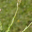 Stängel-/Stammfoto Minuartia verna