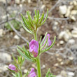 Portraitfoto Misopates orontium