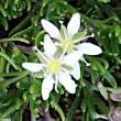 Portraitfoto Moehringia ciliata