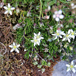 Habitusfoto Moehringia ciliata