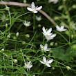 Blütenfoto Moehringia muscosa