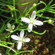 Portraitfoto Moehringia muscosa