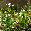 Habitusfoto Moehringia muscosa